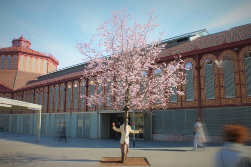 Arbre (Cr. Marc Guillén) (1).jpg